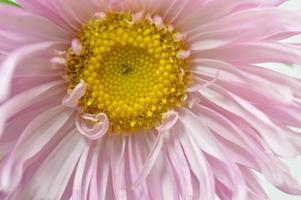 flor áster rosa pastel, centro amarelo, macro close-up. foto