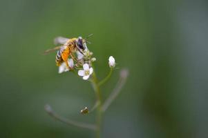 abelha cheia de pólen em uma macro de flor branca, foto