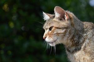 retrato de gato fofo ao ar livre foto