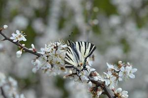 escassa borboleta rabo de andorinha em um galho de árvore florescente foto