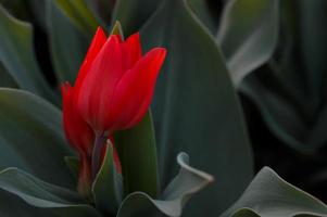 campo de lindas tulipas vermelhas foto