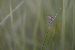borboleta pequena azul comum em uma planta na natureza, macro foto