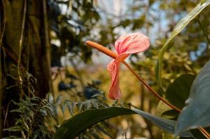 flor de antúrio no jardim foto