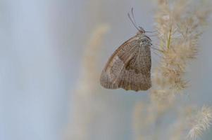 pequena borboleta de saúde em uma calça fofa de perto, pastel. foto