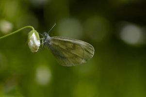 macro de borboleta branca de madeira close-up. foto