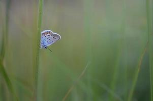 borboleta azul comum em uma folha de perto. foto