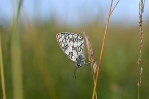 borboleta branca, preta e branca marmorizada na natureza foto