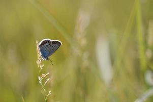 borboleta azul comum perto de uma planta, pequena borboleta foto