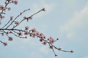 foto da natureza da flor da árvore rosa, pétalas de rosa pastel, primavera