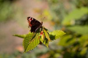 borboleta de pavão aglais io, na natureza em um galho de árvore foto