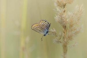 pequena borboleta cravejada de prata, marrom e azul em uma planta foto