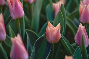 campo de tulipas de perto, flores de tulipa rosa pastel foto