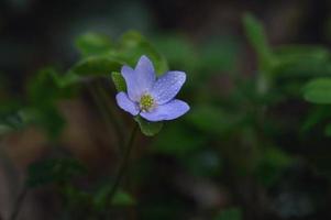 anêmona hepática pequena flor silvestre azul ou roxa do início da primavera foto