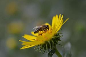 abelha em uma flor amarela, close-up, flor pontiaguda, foto