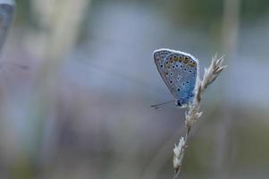 borboleta azul comum em uma planta seca na natureza de perto. foto