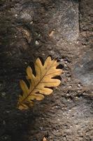 folha de carvalho, folha de carvalho seca no chão. foto