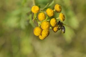 abelha em uma flor amarela tansy, polinizando, close-up. foto