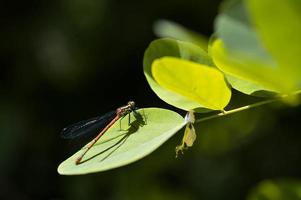 libélula vermelha em uma macro de folha verde foto