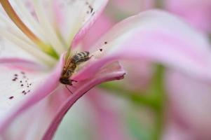 abelha dentro de uma flor de lírio rosa, polinizando, macro close-up