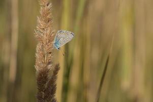 borboleta azul comum, pequena borboleta azul e cinza, macro foto