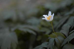 anemonoides nemorosa, anêmona-do-mato, flor precoce branca comum foto