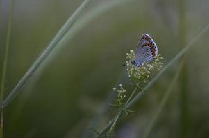 pequena borboleta cinza e azul na natureza em uma planta de perto foto