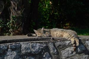 gato bonito ao ar livre na rua deitado, gato com listras, foto