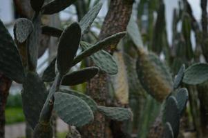 cactos, cactos pontiagudos no jardim botânico foto