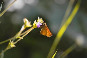 borboleta de capitão, pequena mariposa de cobre em uma flor roxa foto