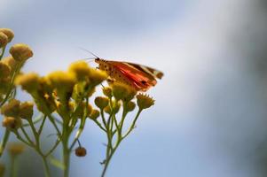 borboleta tigre escarlate em uma flor amarela tansy na natureza. foto