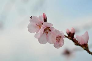 foto da natureza da flor da árvore rosa, pétalas de rosa pastel, primavera