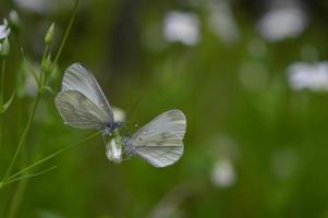 um par de macro borboleta branca de madeira em uma flor, dois. foto