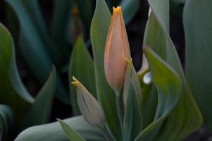 tulipas laranja fecham, botão de tulipa foto