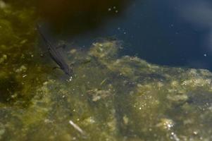 pequeno lagarto de água no lago, animal debaixo d'água. foto