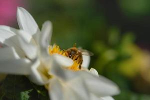 abelha de perto, macro dentro de uma flor branca, polinizando foto