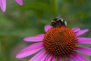 abelha em uma flor de echinacea, planta coneflower, macro foto