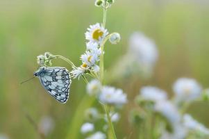 borboleta preta e branca em uma flor branca foto