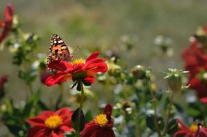 borboleta de senhora pintada em uma flor dália vermelha de perto foto