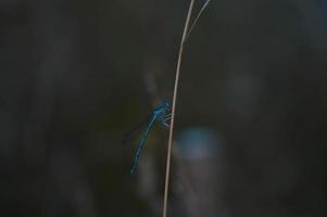 libélula azul em uma planta seca em fundo escuro de natureza. foto