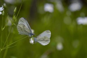 um par de macro borboleta branca de madeira em uma flor, dois. foto