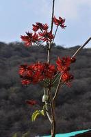 fotos de plantas verdes