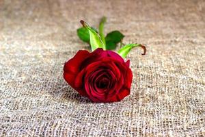 fundos românticos de rosa vermelha, dia das mães, convite de casamento, cartões de aniversário foto