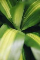 planta dracaena da floresta tropical da ilha de bali foto