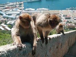 macacos sentados na parede. vista de perto. macacos vivendo em liberdade. foto de férias, férias em país tropical. clima perfeito, céu azul e água. vista maravilhosa.