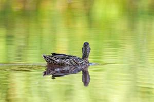 um pato-real fêmea nada em um lago foto