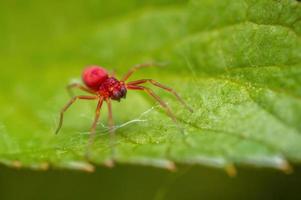 uma pequena aranha vermelha está esperando por sua presa em uma folha foto