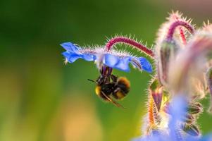 uma abelha senta-se em uma flor em um prado foto