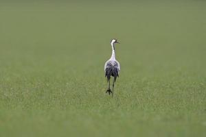 um guindaste fica em um campo verde foto