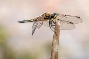 uma libélula anisoptera senta-se em uma haste em um prado foto