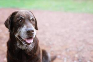 cão tímido culpado é um cão de caça de abrigo esperando olhando para cima com olhos solitários um olhar intenso ao ar livre na natureza sol da manhã. conceito de animais de estimação. foto